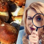 Jen lidé se supervýkonným IQ uvidí za 15 sekund kámen mezi houbami: dechberoucí optický klam Jen lidé se supervýkonným IQ uvidí za 15 sekund kámen