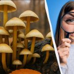 Najděte 3 rozdíly za 11 sekund: rychlý IQ test Najděte 3 rozdíly za 11 sekund: rychlý IQ test