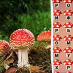 Najděte slovo "fly agaric" za 8 sekund: jednoduchý IQ test Najděte slovo „fly agaric“ za 8 sekund: jednoduchý IQ test