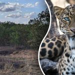 Najít leoparda v džungli za 8 sekund: nejlepší způsob, jak otestovat svou pozornost Najít leoparda v džungli za 8 sekund: nejlepší způsob, jak
